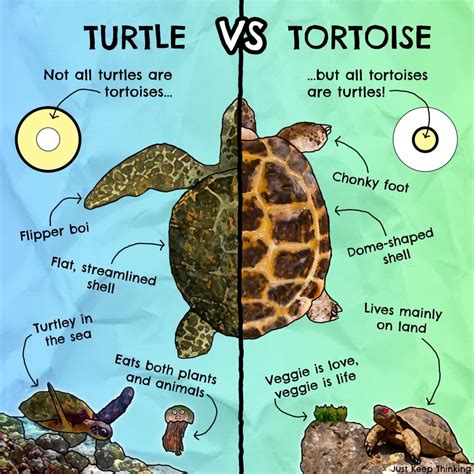 Tortoise vs turtle