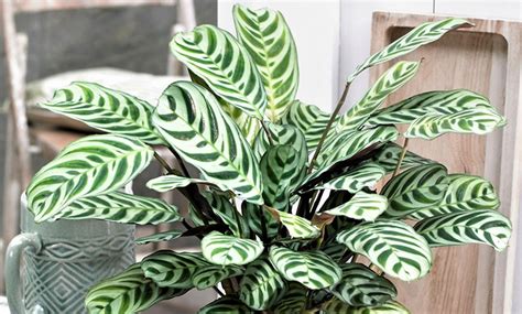 It often grows there in the shade of larger plants and trees. Jusqu'à 69% Plantes de Ctenanthe Burle-Marxii | Groupon