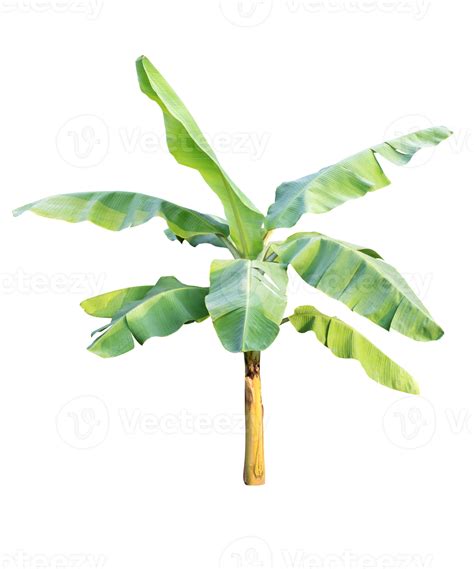 Green Banana Tree On Transparent Background Png File 21515253 Png