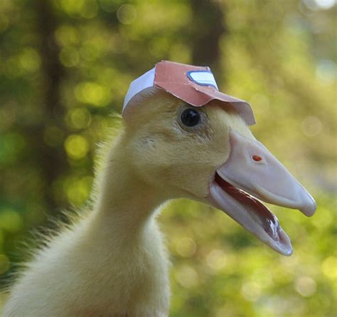 Ducks With Hats On