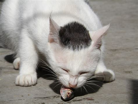 All memes › fish eating cat. cat eating fish 1 | Paul Mathew | Flickr