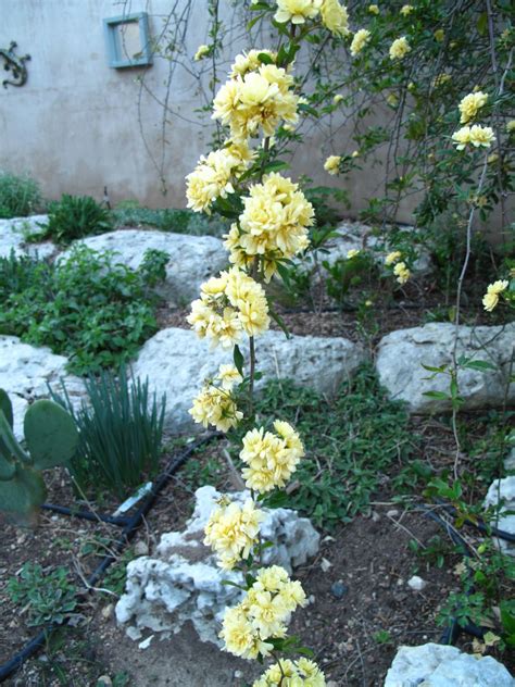 (guide with pictures)| succulents network. ROCK ROSE: GARDEN BLOGGERS' BLOOM DAY, MARCH 2013