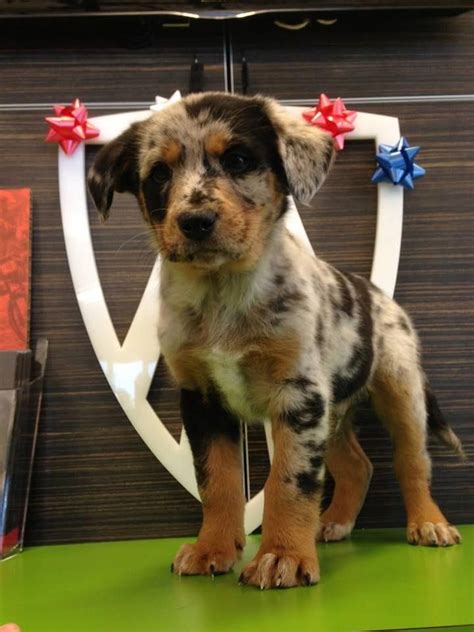 Having the longer snout of the chow and the ears of the australian shepherd. Australian Shepherd and Louisiana Catahoula mix puppy # ...