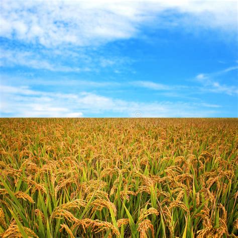 190 Autumn Rice Field Free Stock Photos Stockfreeimages