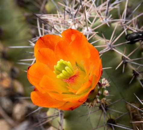 Orange Spring Flower On A Cactus In The Sonoran Desert Of Arizona Stock