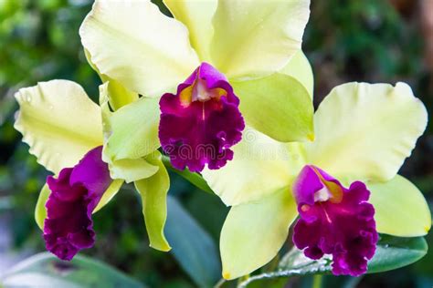 Green And Red Cattleya Orchid In Natural Light Stock Image Image Of