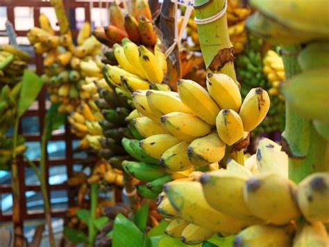 Banana Cultivation in India: Here's a Complete Guide for Beginners