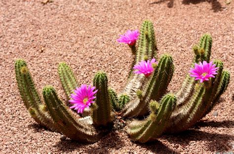 4k Cactus Wallpapers High Quality Download Free