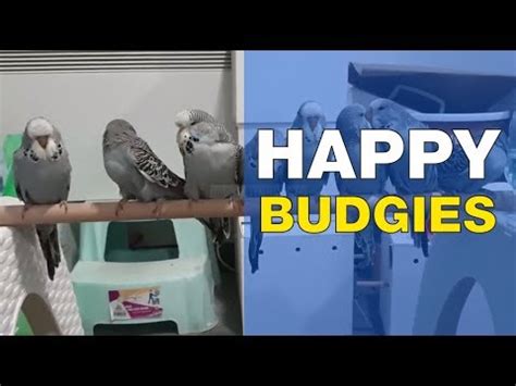 Budgie Sounds Happy Budgies Singing Budgerigar Sounds To Play For Your Parakeets Youtube