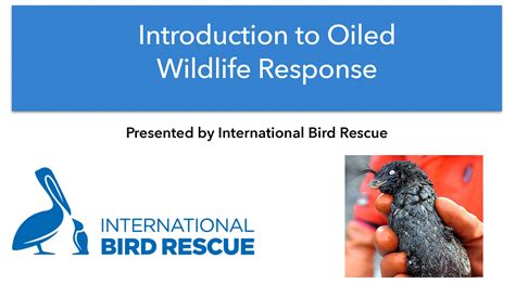 Free Introduction To Oiled Wildlife Response In Anchorage AK January