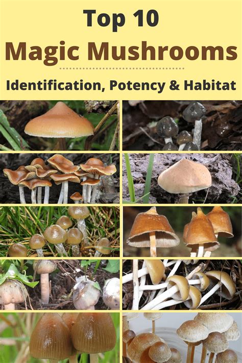 Top 10 Types Of Magic Mushrooms Identification Potency And Habitat