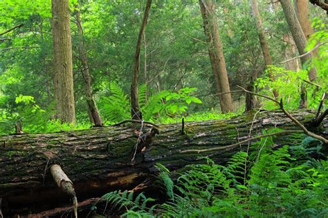 Free Images Tree Swamp Wilderness Trail Leaf Stream Jungle