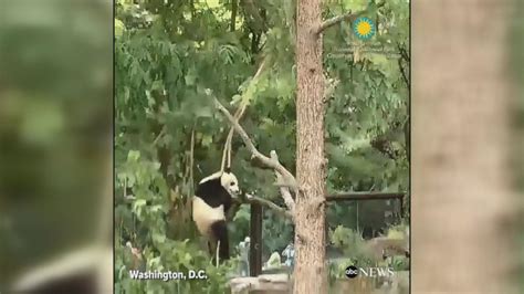 Video Giant Panda Adorably Falls Out Of Trees Abc News