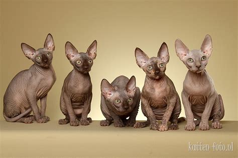 He is demanding of human attention and will do anything for a laugh. Katten-Foto: Sphynx Kittens