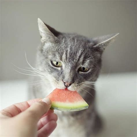 And as always, you must consult your vet before sharing any human foods with your cat. Can Cats Eat Watermelon? Is It Safe?