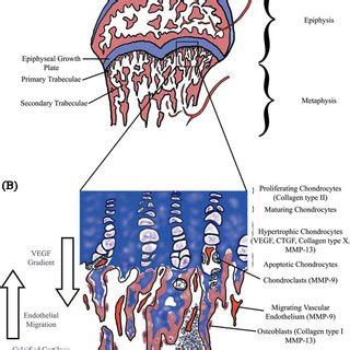 Bones grow long after a rapid production chondrocytes in the growth plates of the long bones. (PDF) Review of the Effects of Anti-Angiogenic Compounds ...