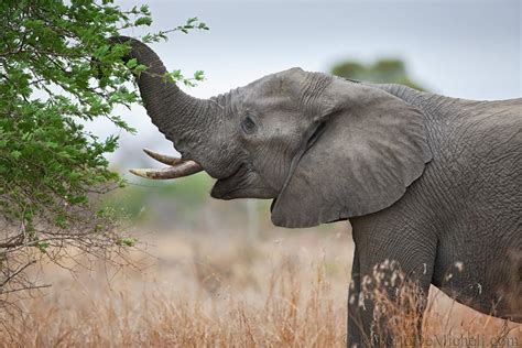 Feeding Habits African Elephant