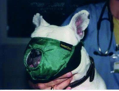 Muselière pour chien muselière molosse pour bouledogue caractéristiques et avantages il est parfois nécessaire voir obligatoire qu'un chien de porter une muselière concernant la sécurité chien. Muselière chat - L - Mobilovet - FR v2