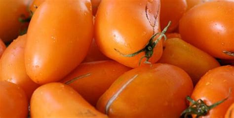 Items Similar To Tomato Organic Orange Banana Tomato Seeds On Etsy