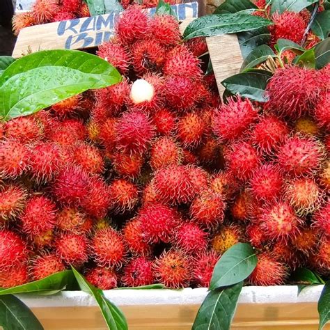 Jenis Jenis Rambutan Unggul Di Indonesia Agrozine