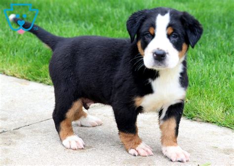 Breeders of merit are denoted by level in ascending order of: Brutus | Greater Swiss Mountain Dog Puppy For Sale ...