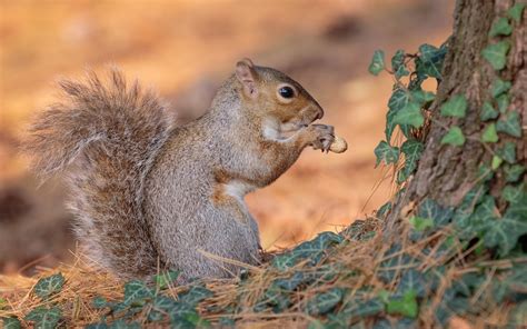 Wallpaper Squirrel Eat Peanut 1920x1200 Hd Picture Image