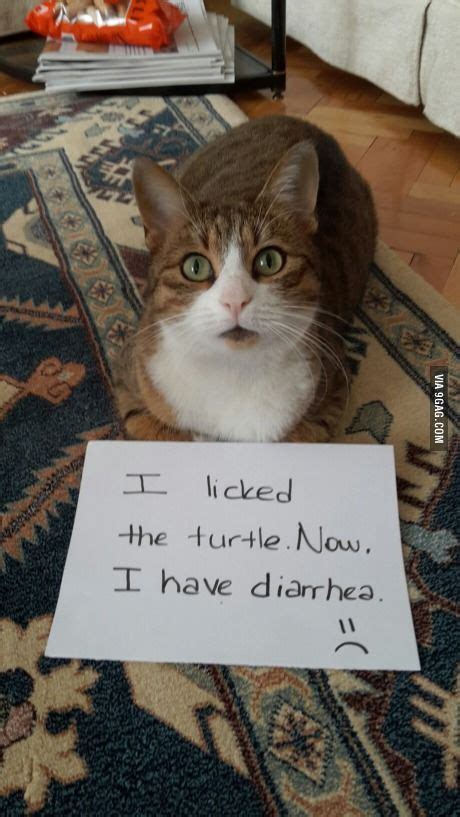 Be mindful of your pet's personality before assuming the worst; 17 Best images about Cat Shaming on Pinterest | Kittens ...