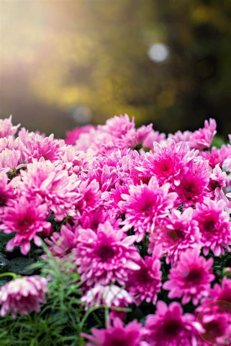 Flowers Flowers Chrysanthemum Chrysanthemum Wallpaper Chrysanthemums