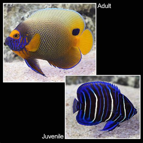 Blueface Angelfish Juvenile Impact Aquariums