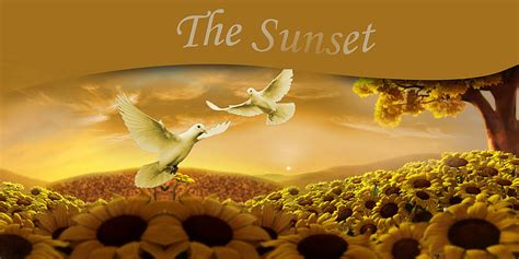 The Sunset Dove Sunset Sky Sunflowers Hd Wallpaper Peakpx
