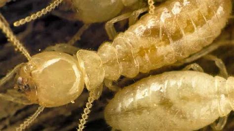 Hidden Housemates The Termites That Eat Our Homes Sunshine Coast Daily