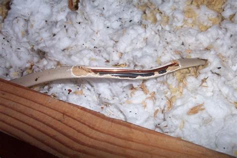 A vehicle's hoses, lines, and wires are preferred gnawing material for rodents. Rats Chew On Wires in Attic - Electrical Hazard