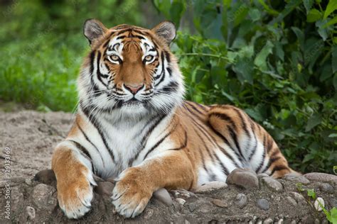 Siberian Tiger Panthera Tigris Altaica Stock Photo Adobe Stock