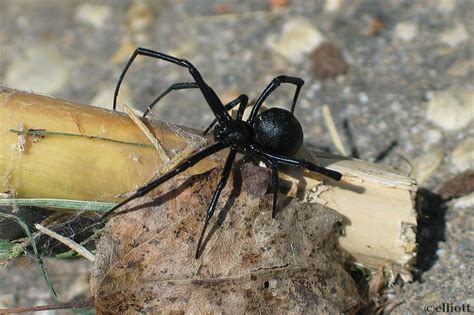 A few wasps can sting and paralyze, before eating the black widow. Black Widow Spider - North American Insects & Spiders