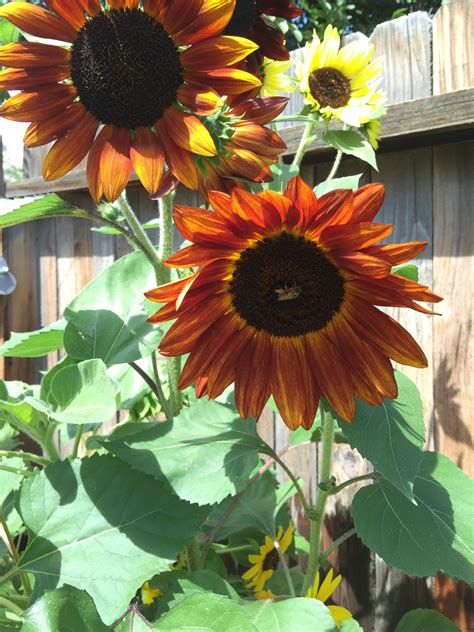 Orange Sunflowers Backyard Plants Patio Backyards Plant Planets