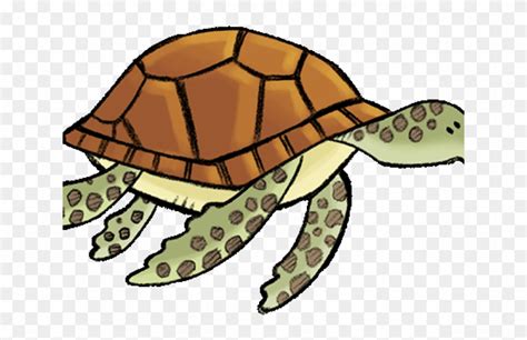 Eastern Box Turtle Clipart 1655394 Pikpng