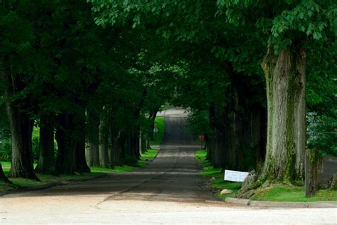 Wallpapers Of Tree Lined Streets