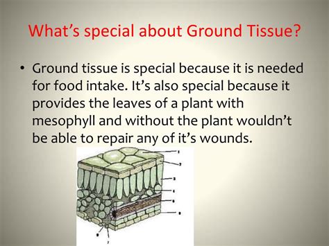 Ppt Ground Tissue Powerpoint Presentation Free Download Id1867499