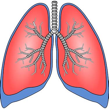The balance of the lung tissue, its stroma, is a framework of connective tissue containing many this collapse of a part of a lung, or rarely an entire lung, is called atelectasis. How COVID 19 affects your lungs | Edward-Elmhurst Health