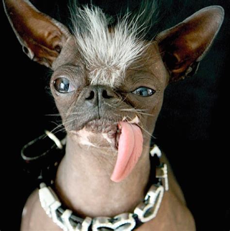 50 Dogs So Ugly Theyre Actually Cute — Best Life