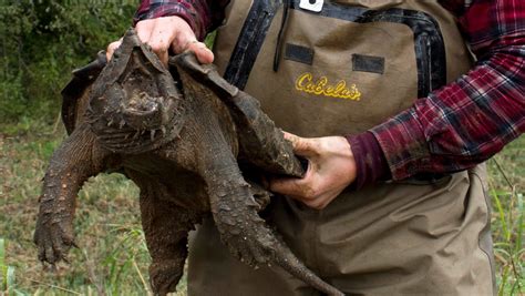 Alligator Snapping Turtle Found Wild In Illinois — First In 30 Years