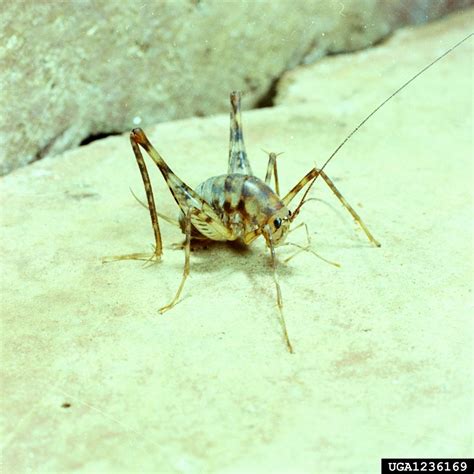 Ridding Homes Of Camel Crickets | What Grows There :: Hugh Conlon
