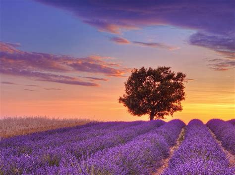 Lavendelfelder Lavender Fields Landscape Field Wallpaper