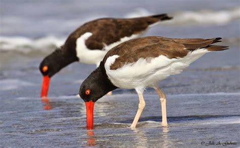 We did not find results for: Birding Is Fun!: Birds of the Gulf Coast