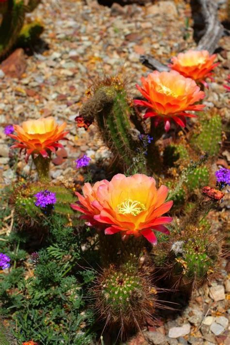 Desert cactus flowers in bloom arizona visiting the desert is always fun, especially when the cactus are in bloom. If you're traveling to Tucson, don't miss Saguaro National ...