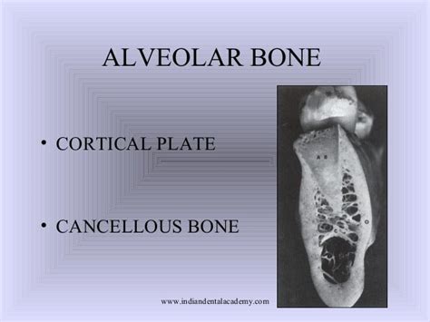 Copy Of Biomech Of Tooth Movemnt