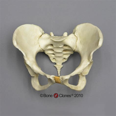 Human Female Pelvis Assembly Bone Clones Inc Osteological