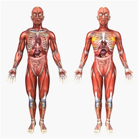 Human Male And Female Anatomy 3d Model Cgtrader