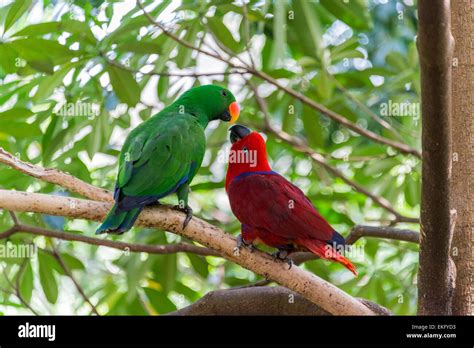 Male And Female Eclectus Parrot Eclectus Roratus Stock Photo Alamy