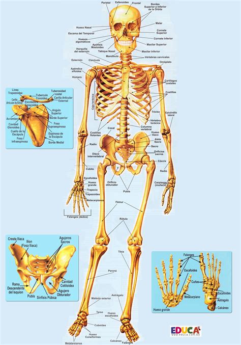 El Esqueleto Sistema óseo Historia Literatura Educación De